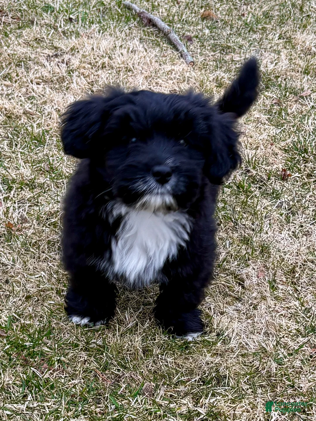 Mini Aussiedoodle dogs for sale: Mini Aussiedoodle Puppy 1 - Ad 1
