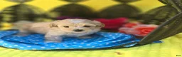 Maltipoo dogs for sale: Gypsy  - Ad 2