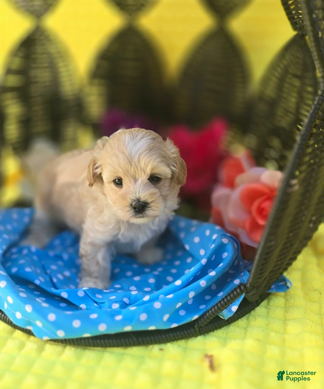 Maltipoo dogs for sale: Gypsy  - Ad 2