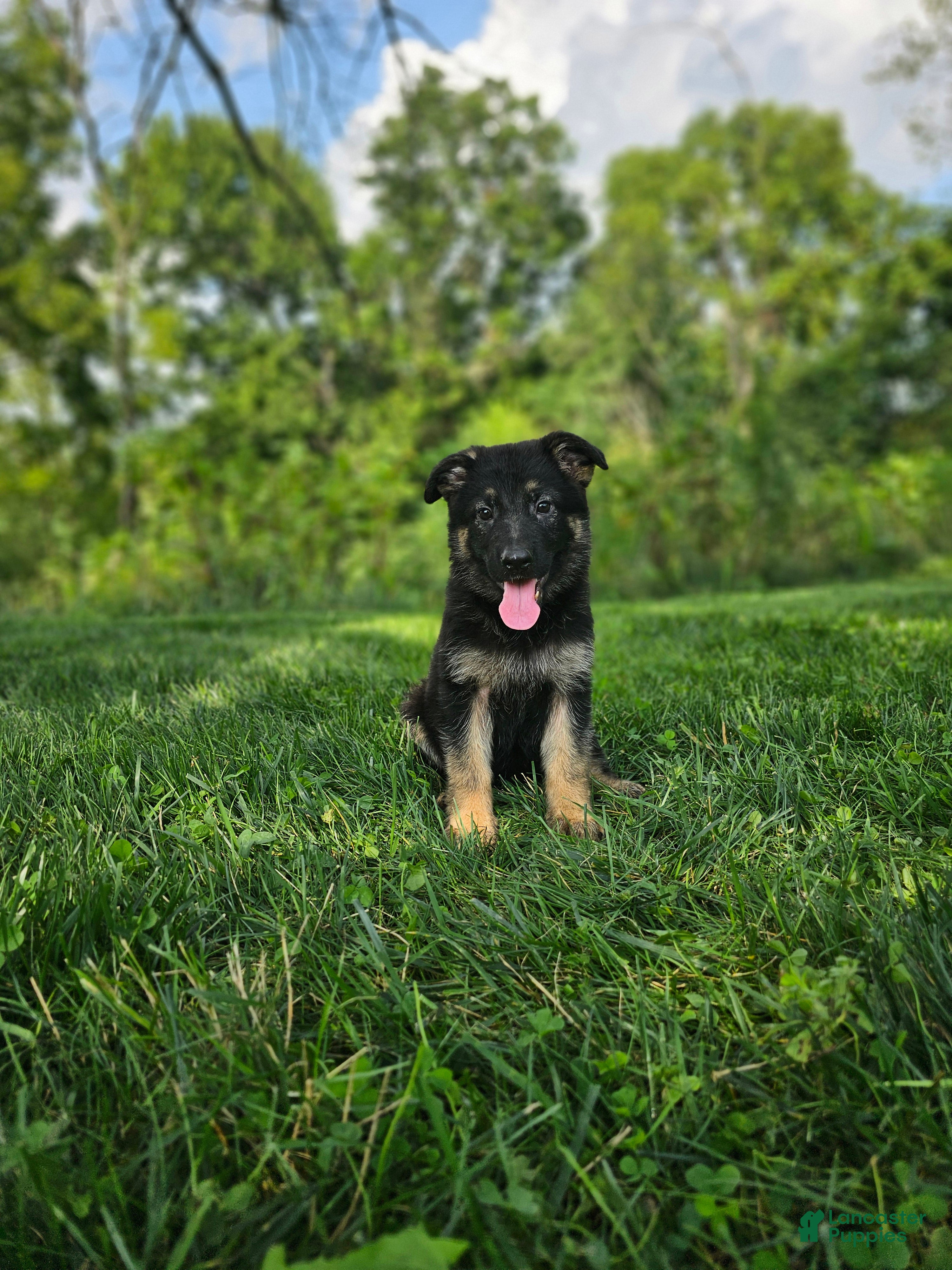 German Shepherd dogs Abby  - Ad 1