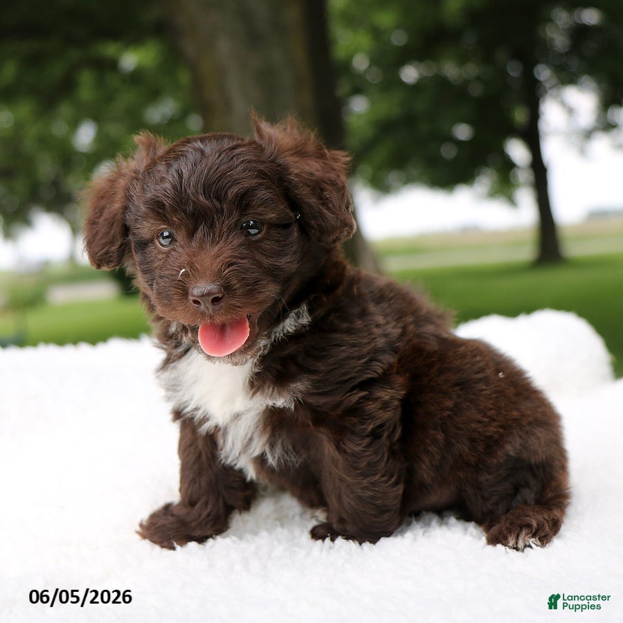 Mini Aussiedoodle dogs Ace - Ad 1