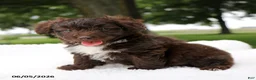 Mini Aussiedoodle dogs for sale: Ace - Ad 1