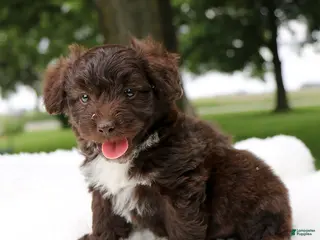 Mini Aussiedoodle dogs for sale: Ace - Ad 1