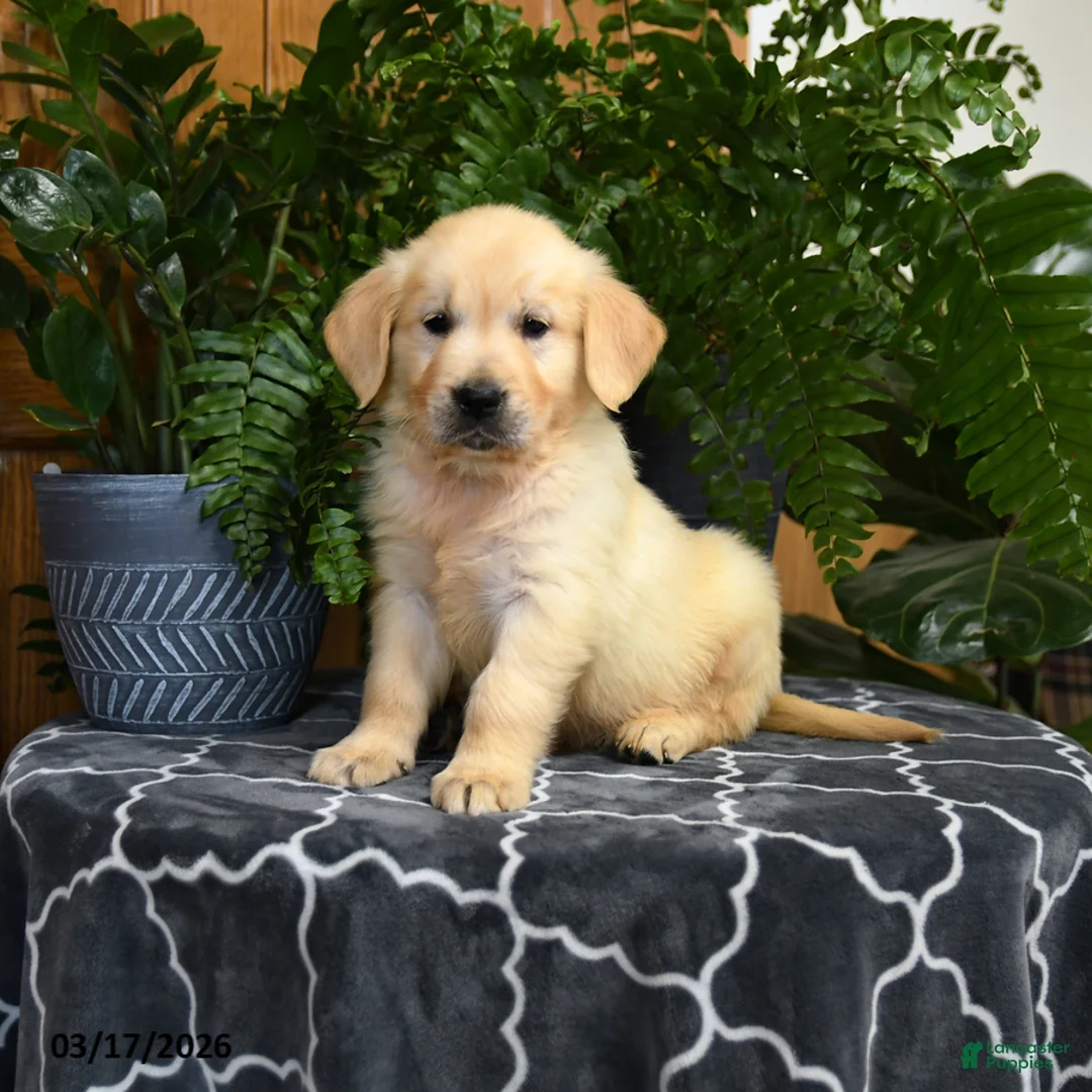 Golden Retriever dogs for sale: Handsome - Ad 3