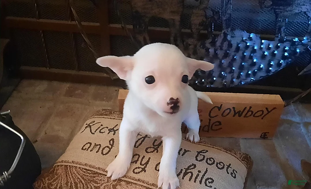 Gallery Image {{count}}