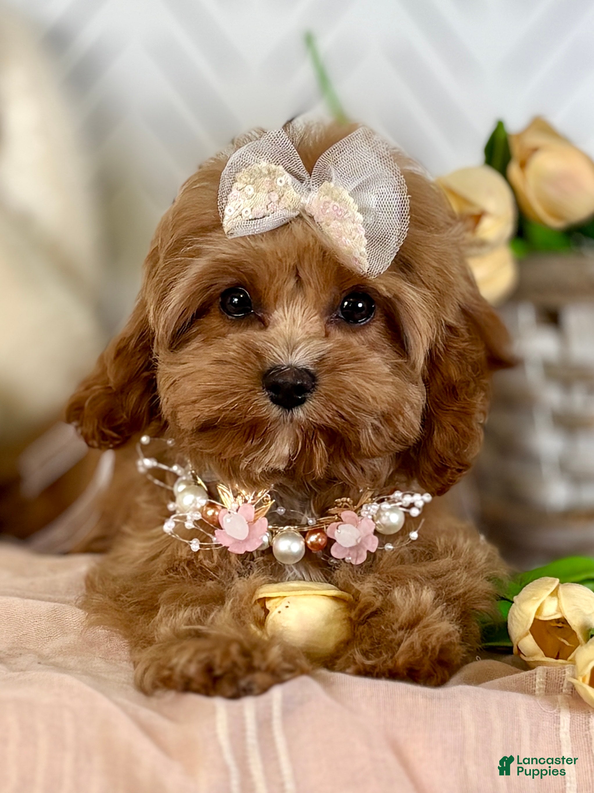 Cavapoo dogs Blossom Cavapoo Puppy  - Ad 1