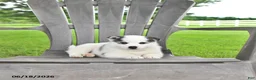Pomsky dogs for sale: Asher - Ad 4