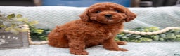 Mini Goldendoodle dogs for sale: Baxter - Ad 1