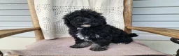 Mini Bernedoodle dogs for sale: Mia - Ad 8