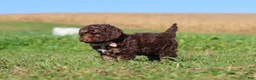 Cavapoo dogs for sale: Cocoa - Ad 8