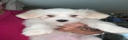 Coton De Tulear dogs for sale: Coton De Tulear 4 - Ad 3