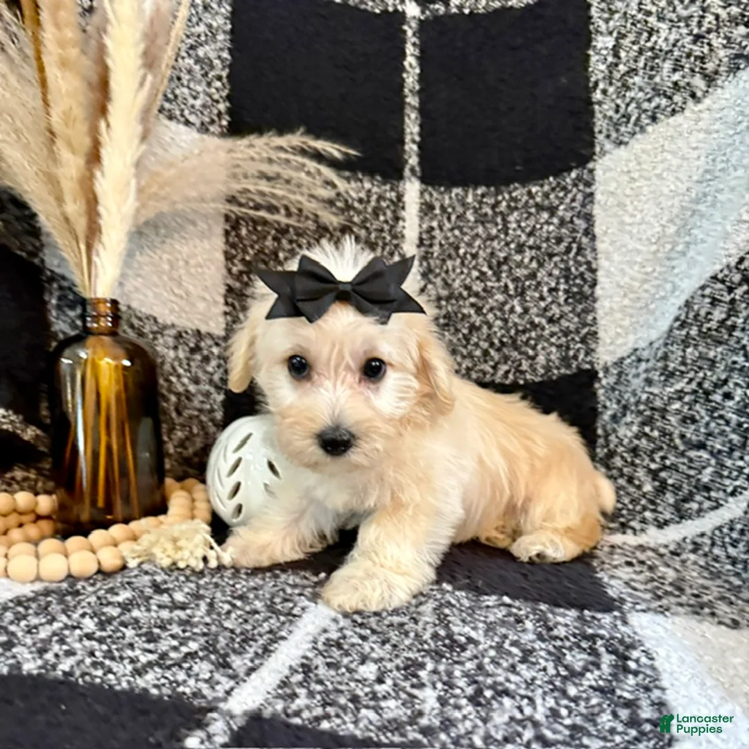 Schnoodle dogs for sale: Lacy - Ad 1
