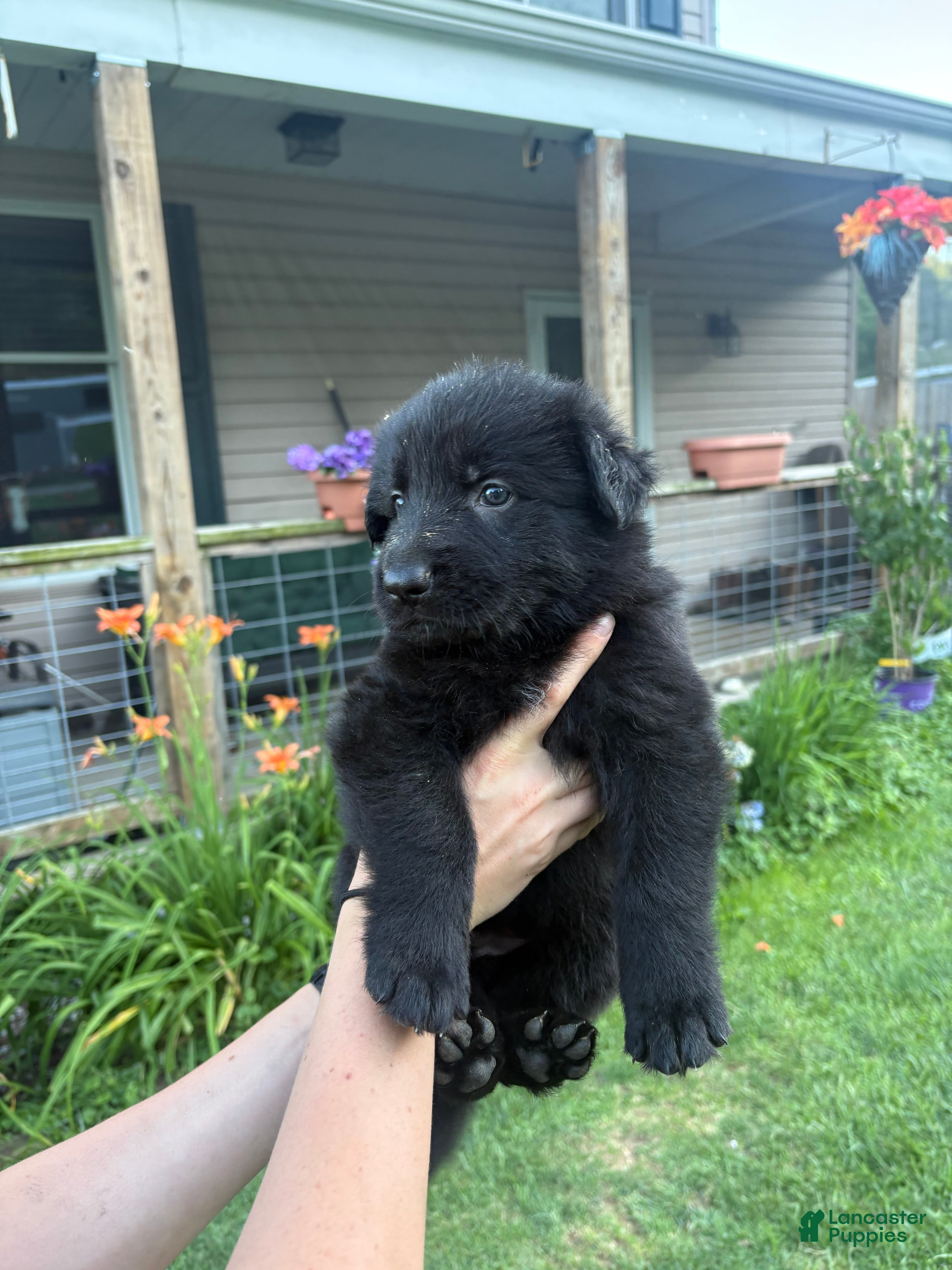 German Shepherd dogs White collar  - Ad 1