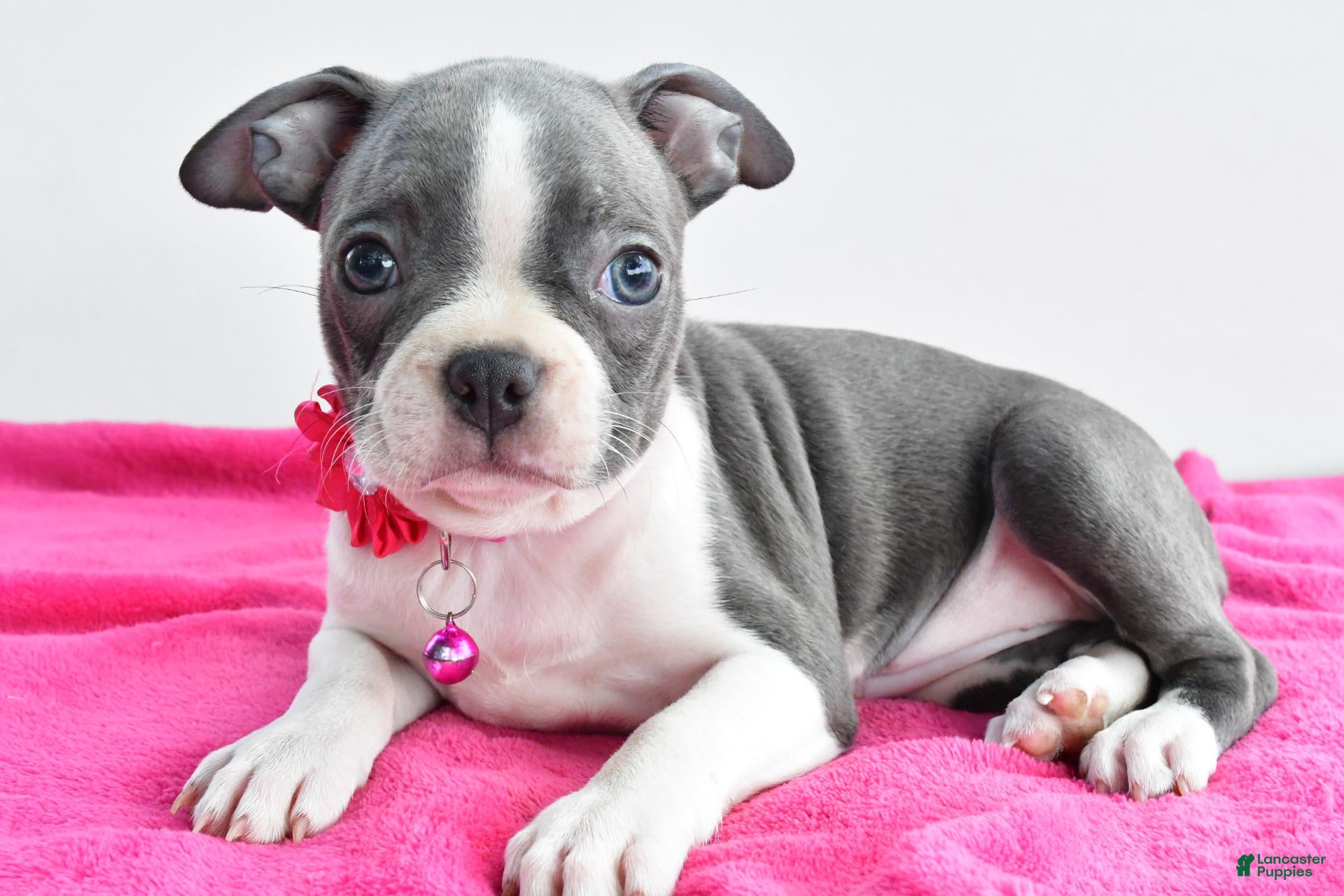 Boston Terrier dogs Izzy - Ad 1