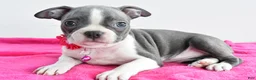 Boston Terrier dogs for sale: Izzy - Ad 1