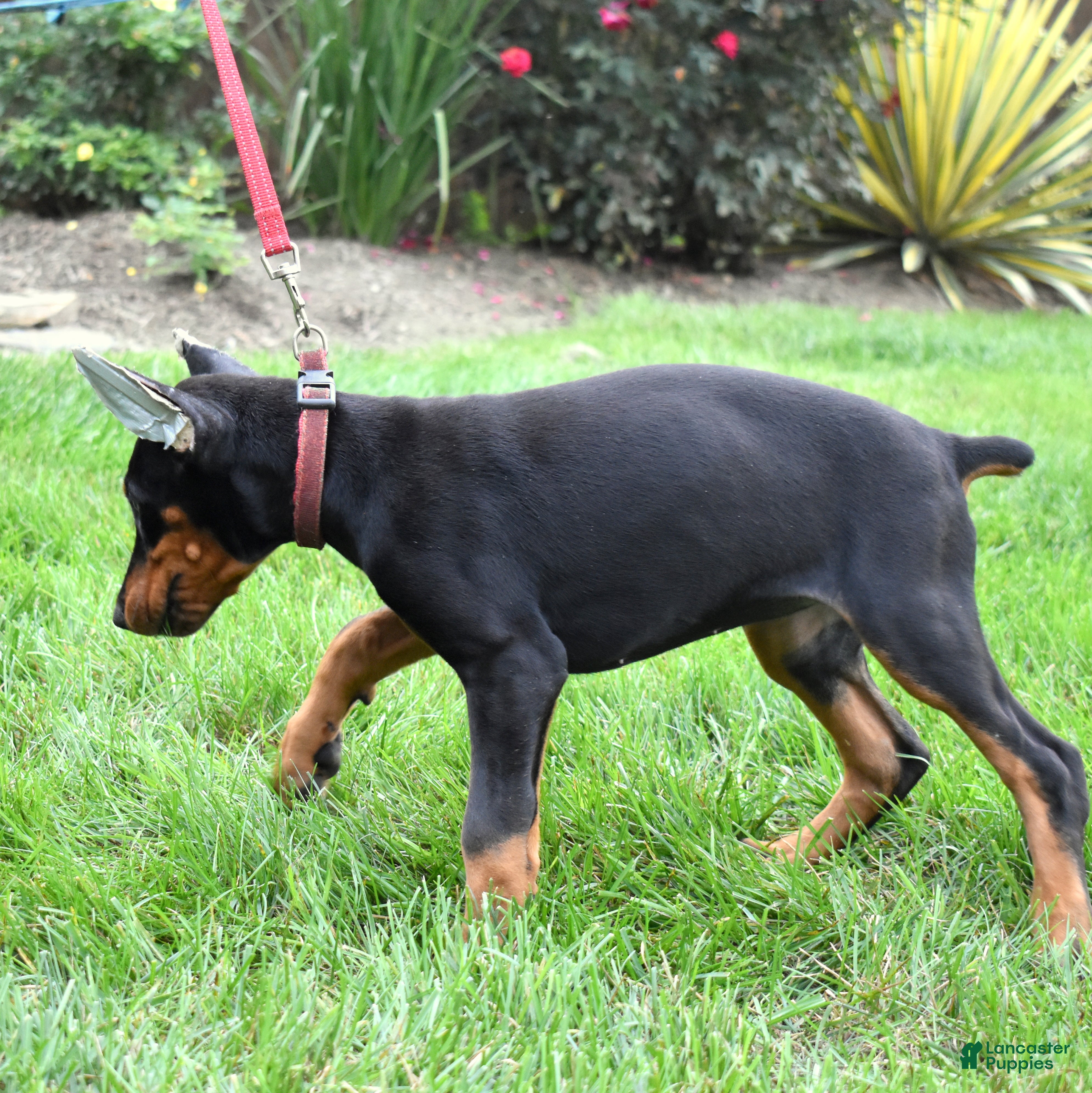 Doberman Pinscher dogs Skye - Ad 2