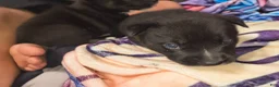 Mixed Breed dogs for sale: Mixed Breed 3 - Ad 10