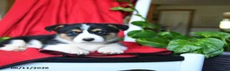 Welsh Corgi Pembroke dogs for sale: Colby - Ad 3