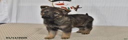 German Shepherd dogs for sale: Bentley - Ad 2