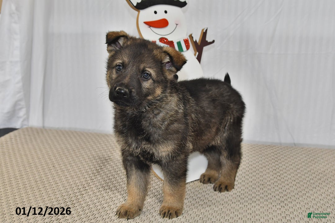 German Shepherd dogs for sale: Bentley - Ad 2
