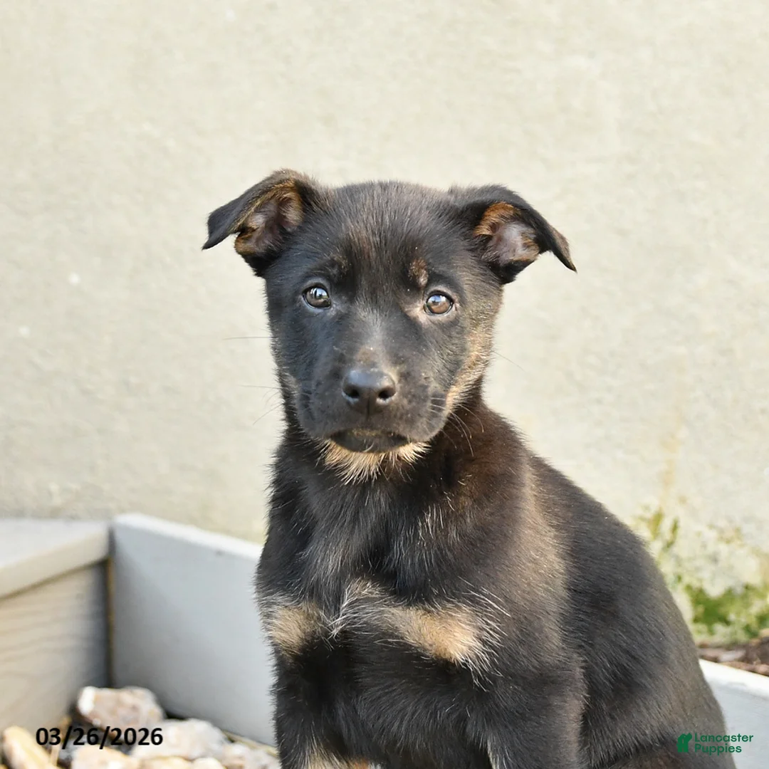 Mixed Breed dogs for sale: Sasha - Ad 2