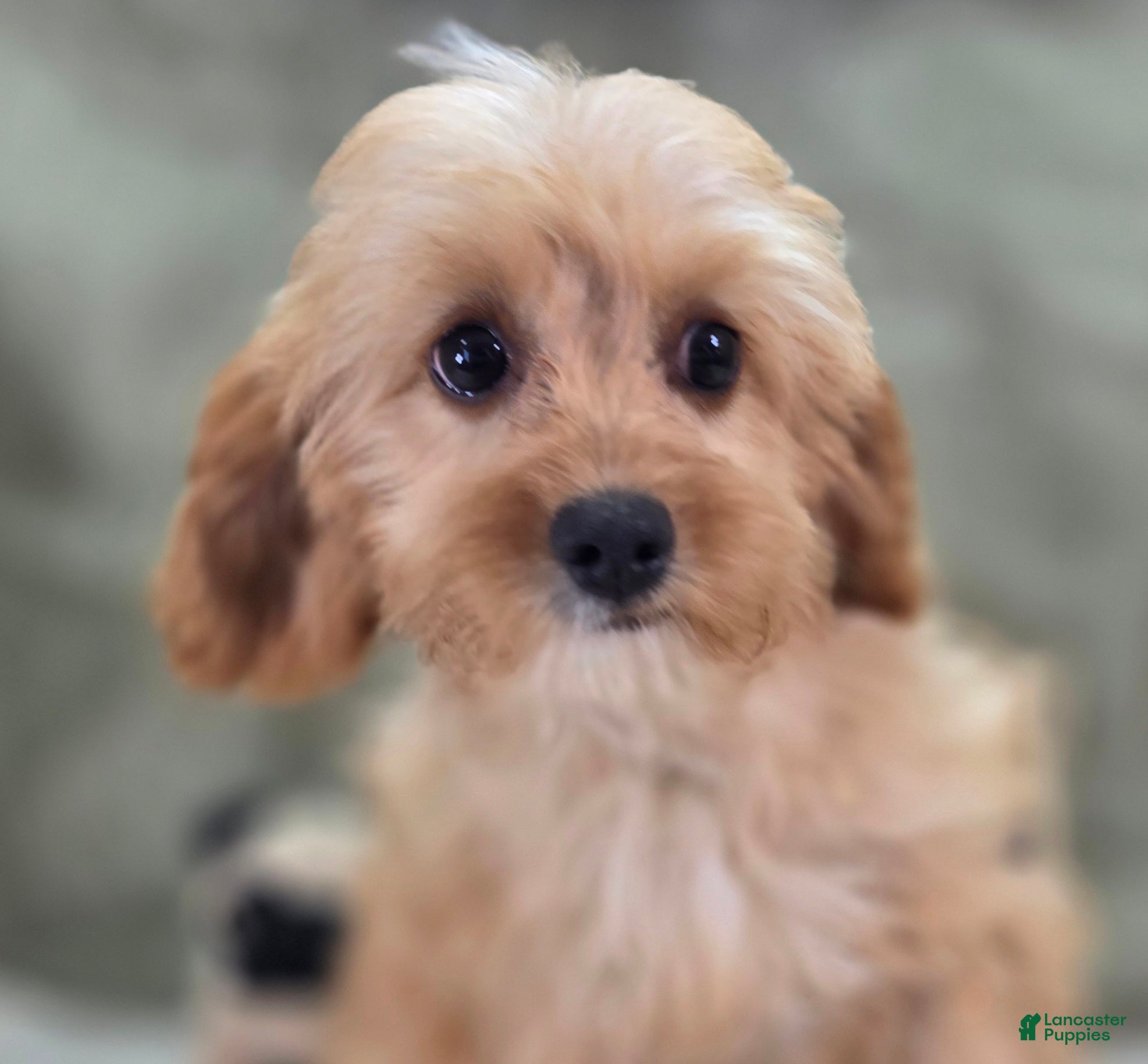 Cavapoo dogs Miles - Ad 29