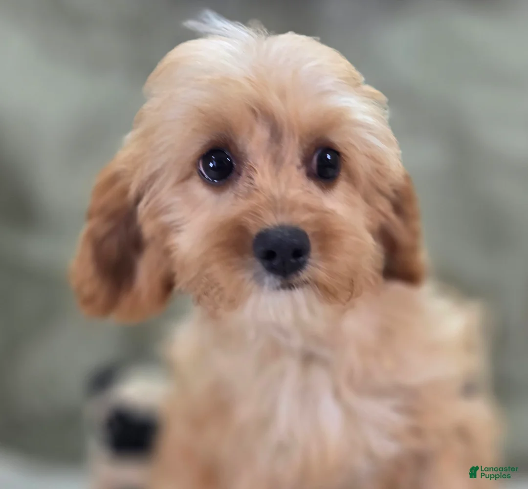 Cavapoo dogs for sale: Miles - Ad 1