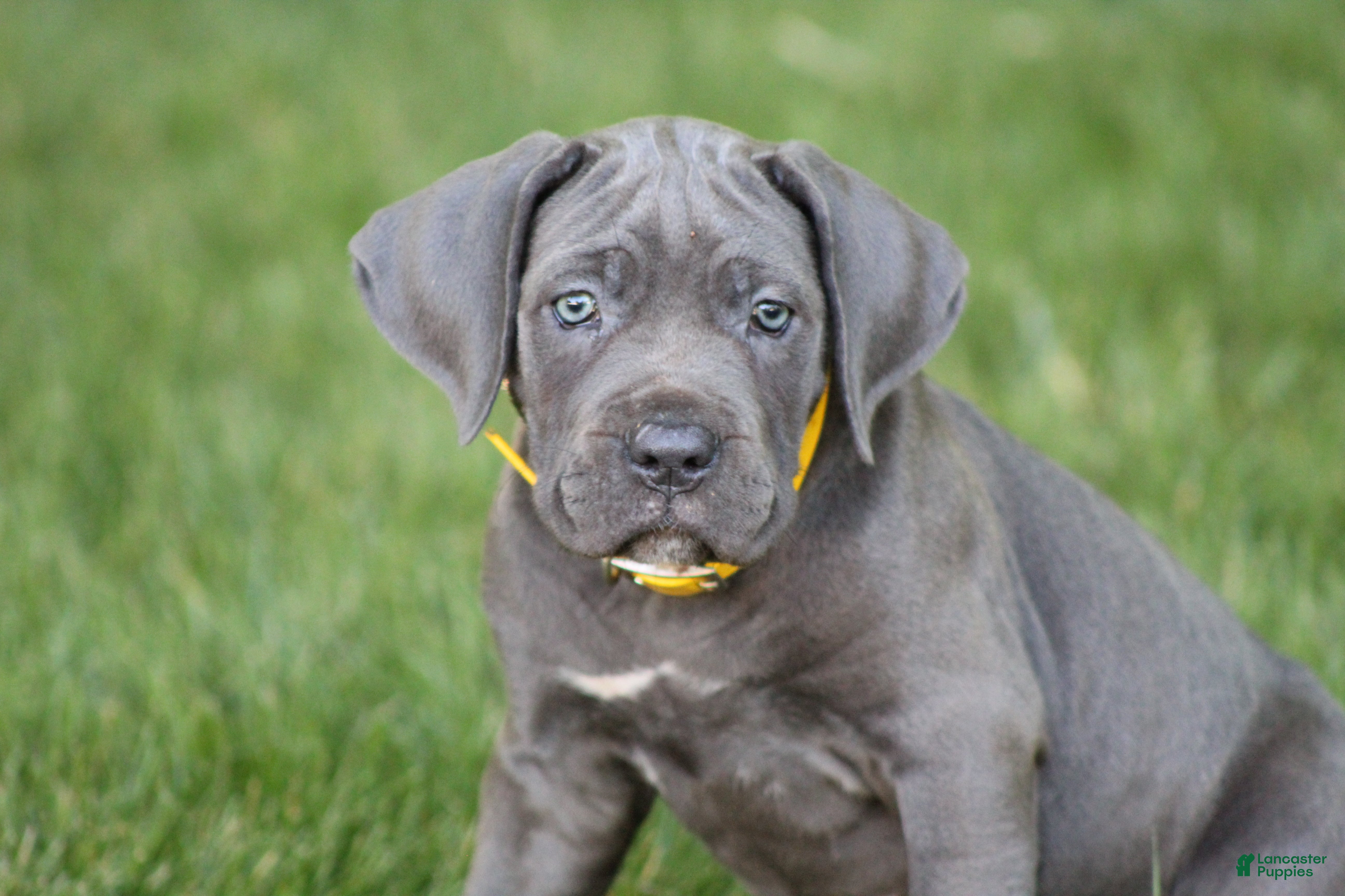 Cane Corso dogs Sage - Ad 1