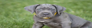 Sage
