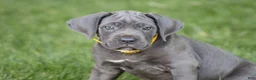 Cane Corso dogs for sale: Sage - Ad 1