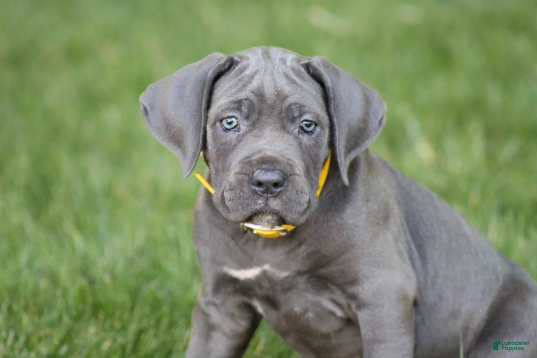 Cane Corso dogs for sale: Sage - Ad 1