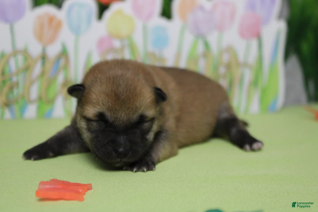 Shiba Inu dogs for sale: Hendrix - Ad 2