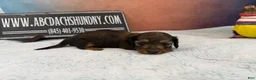Miniature Dachshund dogs for sale: Lh Shaded red - Ad 8