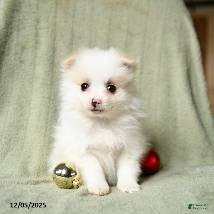 Pomeranian dogs Snow  - Ad 2