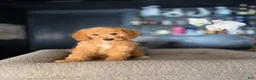 Goldendoodle dogs for sale: Ally - Ad 3