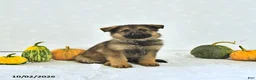 German Shepherd dogs for sale: Zeus - Ad 3