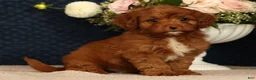 Cavapoo dogs for sale: Kendall - Ad 6
