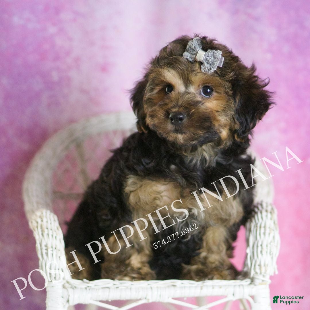 Yorkiepoo dogs for sale: Snickerdoodle - Ad 6