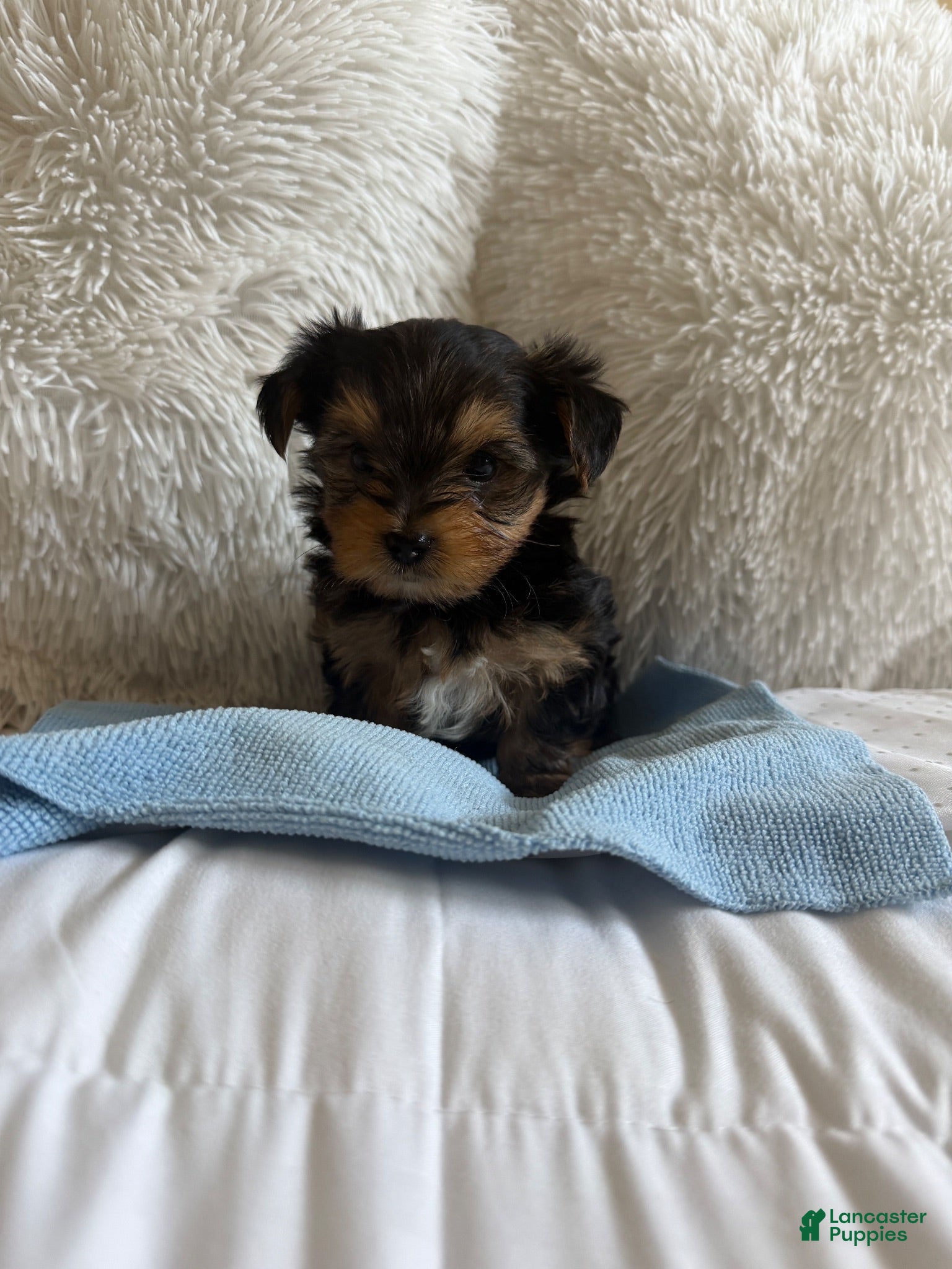 Yorkshire Terrier dogs for sale: Benny - Ad 3