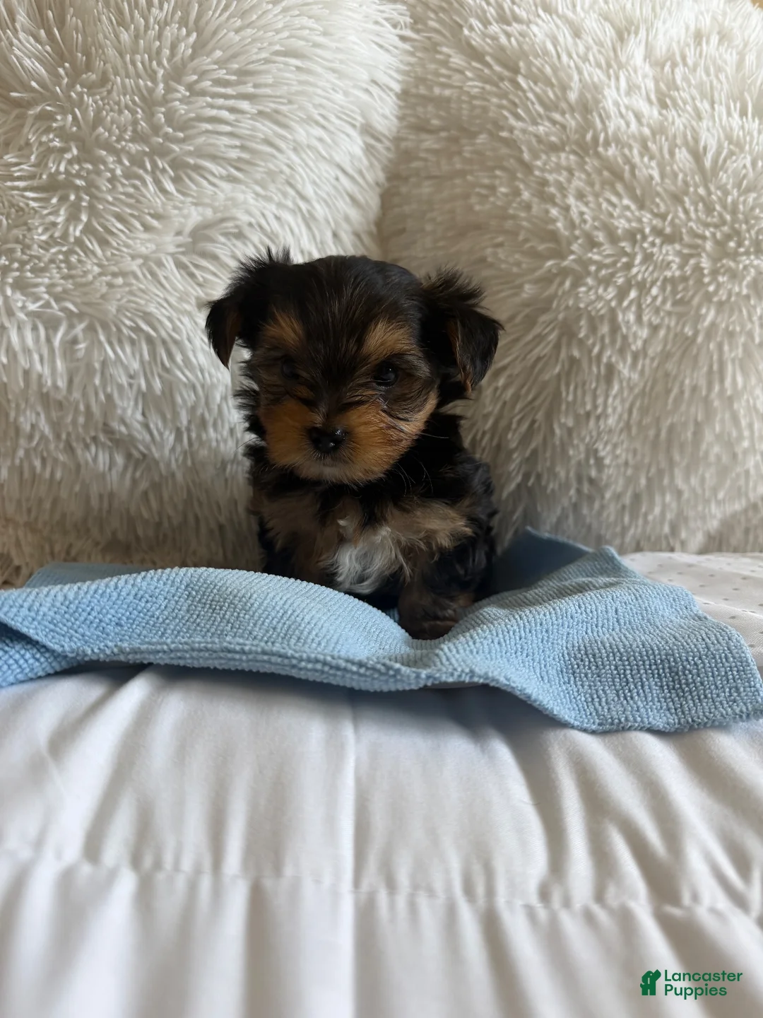 Yorkshire Terrier dogs for sale: Benny - Ad 1