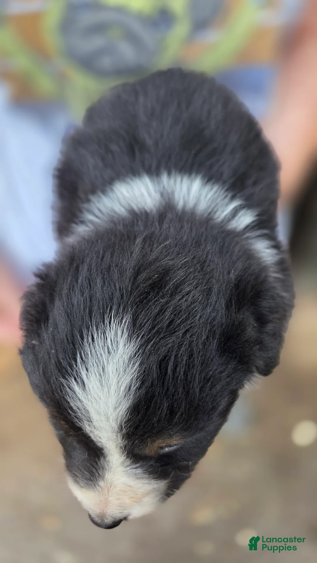 Australian Shepherd dogs for sale: Australian Shepherd Puppy 6 - Ad 2