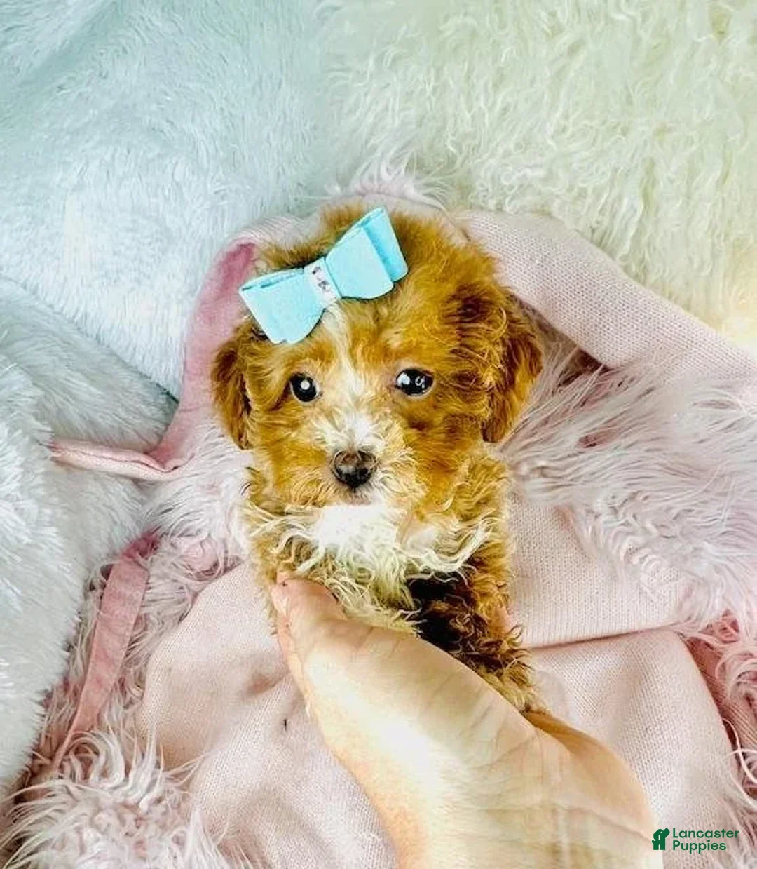 Toy Poodle dogs for sale: Pin - Ad 4