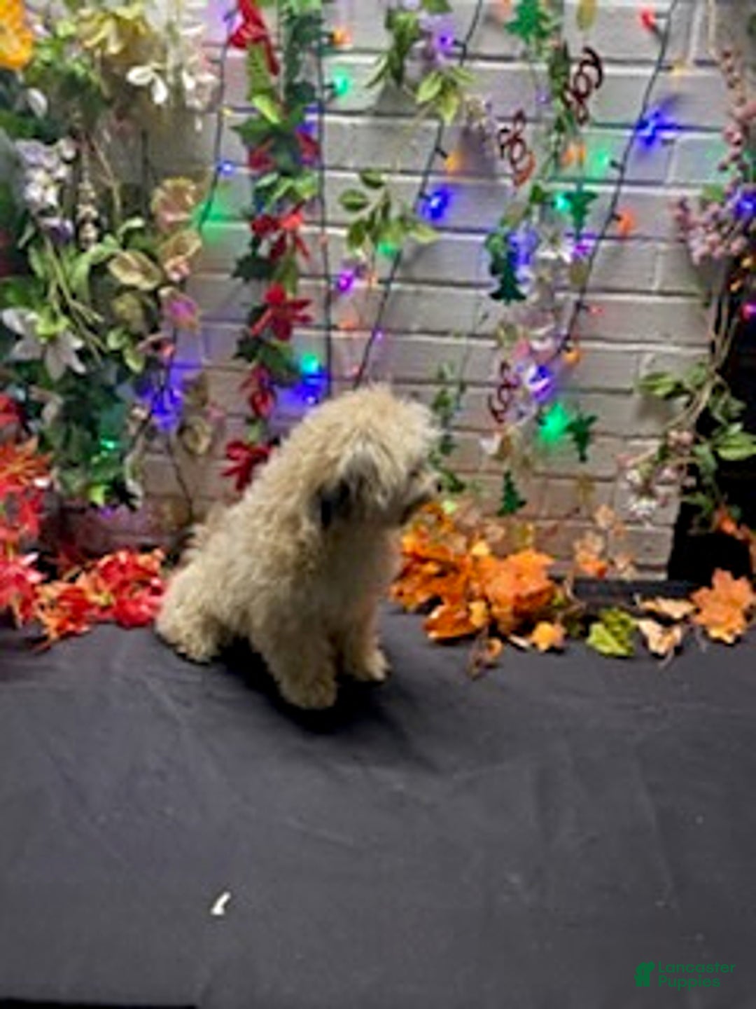 Havapoo dogs for sale: Blondie - Ad 6