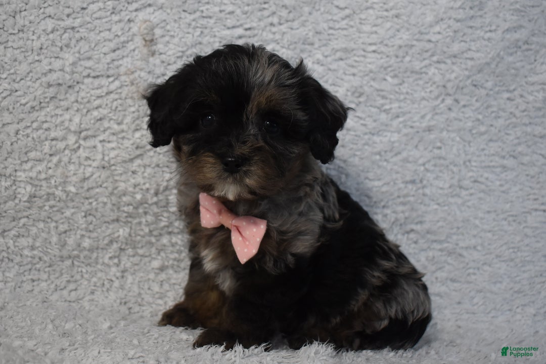 Cavachon dogs for sale: Riley  - Ad 1