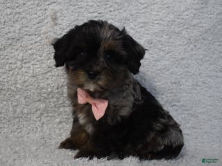 Cavachon dogs Riley - Ad 7