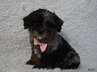 Cavachon dogs Riley - Ad 6