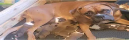 Boxer dogs for sale: Xena - Ad 4