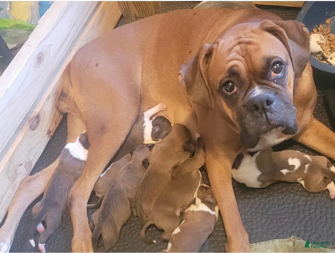 Boxer dogs for sale: Xena - Ad 4