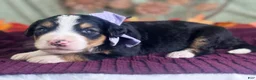 Bernedoodle dogs for sale: Irina - Ad 5
