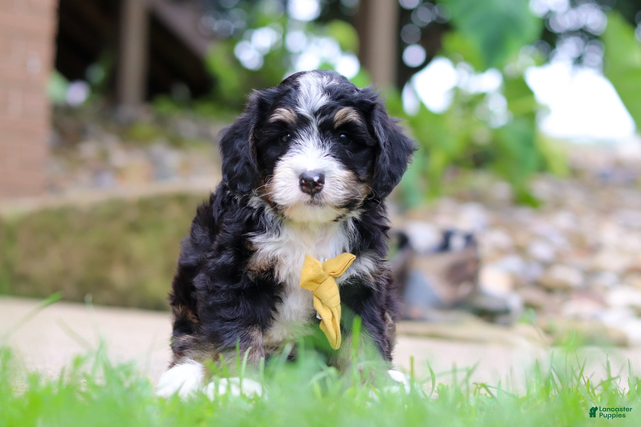 Mini Bernedoodle dogs Dr. Pepper - Ad 1